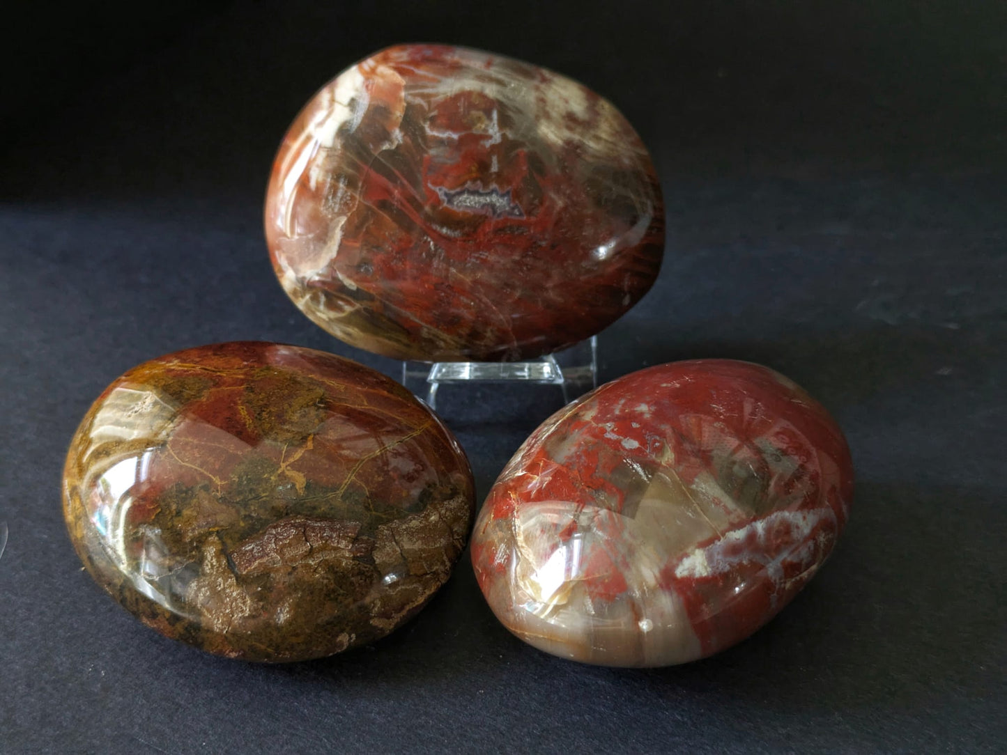 Petrified Wood Large Palmstone